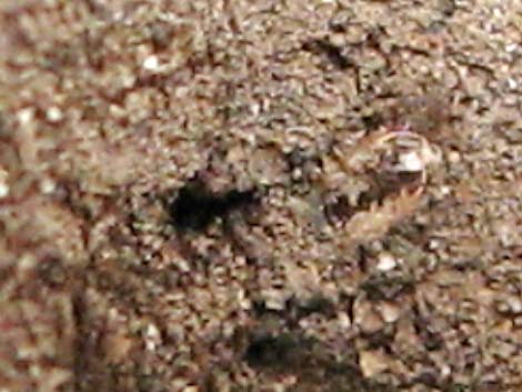 Antlions (Family Myrmeleontidae)