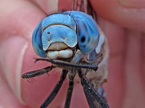 Blue-eyed Darner (Rhionaeschna multicolor)
