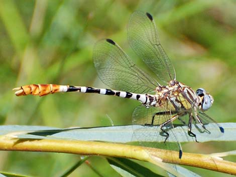 White-belted Ringtail (Erpetogomphus compositus)
