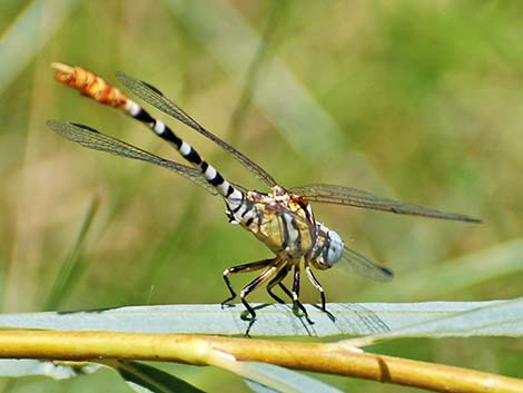 White-belted Ringtail (Erpetogomphus compositus)
