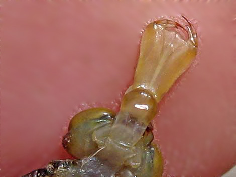 Dragonfly Larvae (Suborder Epiprocta)