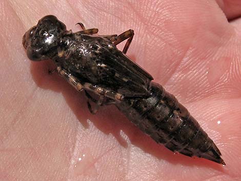 Dragonfly Larvae (Suborder Epiprocta)