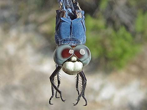 Comanche Skimmer (Libellula comanche)
