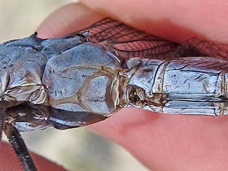 Comanche Skimmer (Libellula comanche)