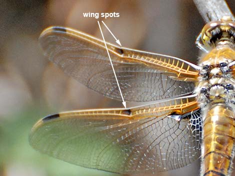 Four-spotted Skimmer (Libellula quadrimaculata)