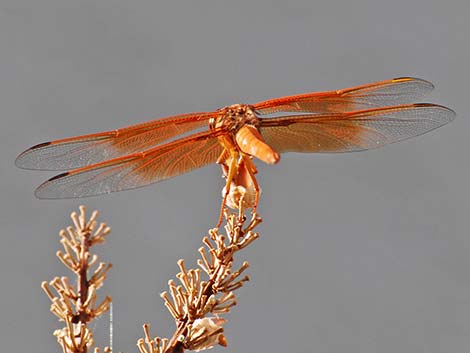 Flame Skimmer (Libellula saturata)