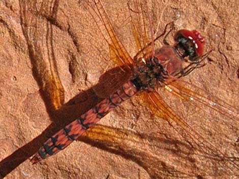 Red Rock Skimmer (Paltothemis lineatipes)