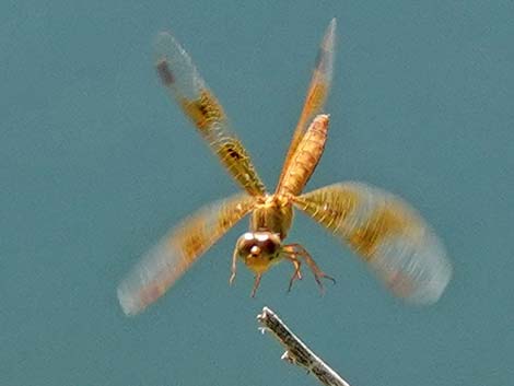 Mexican Amberwing (Perithemis intensa)