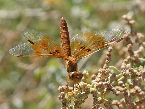 Mexican Amberwing (Perithemis intensa)