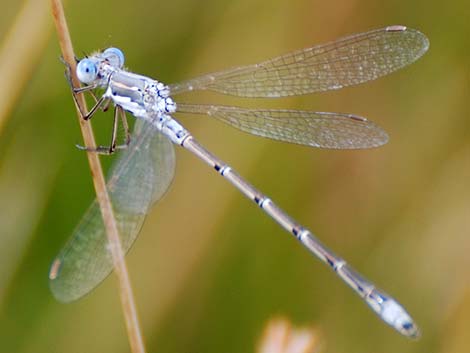 Spotted Spreadwing (Lestes congener)