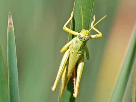 Green Bird Grasshopper (Schistocerca shoshone)
