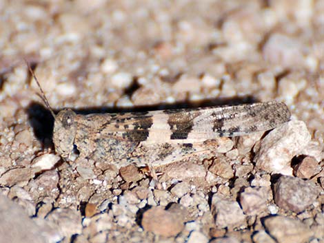 Pallid-winged Grasshopper (Trimerotropis pallidipennis)