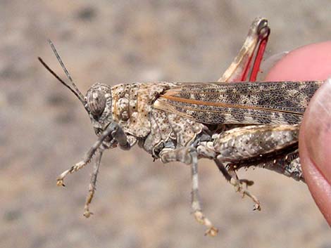 Red-shanked Grasshopper (Xanthippus corallipes)