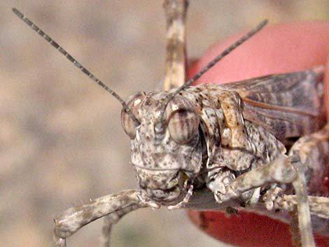 Red-shanked Grasshopper (Xanthippus corallipes)