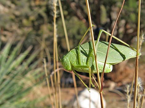 Grasshoppers, crickets, and katydid (Class Insecta, Order Orthoptera)
