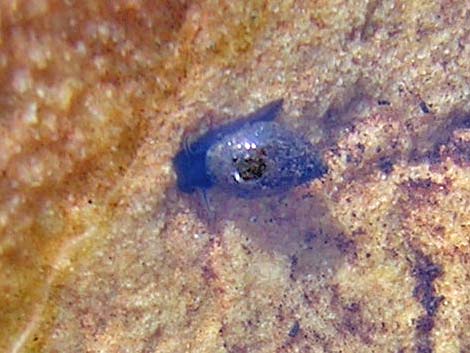 Springsnail (Physella spp.)