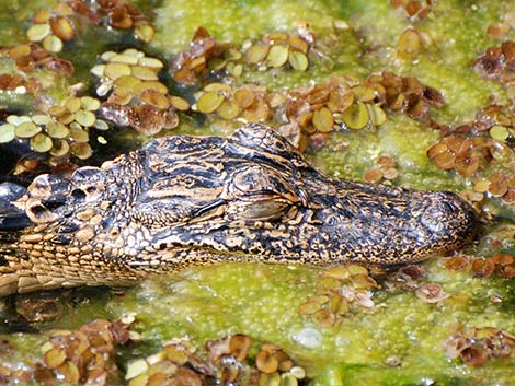 American Alligator (Alligator mississippiensis)