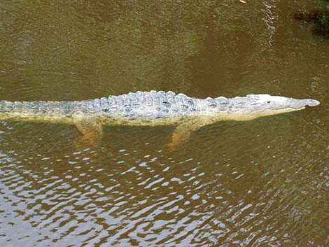 American Crocodile (Crocodylus acutus)