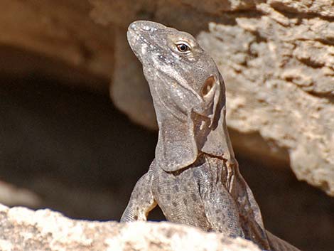 Sonoran Spiny-tailed Iguana (Ctenosaura hemilopha)