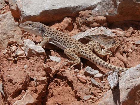 Leopard Lizard (Gambelia wislizenii)