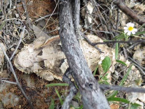 Desert Horned Lizard (Phrynosoma platyrhinos calidiarum)