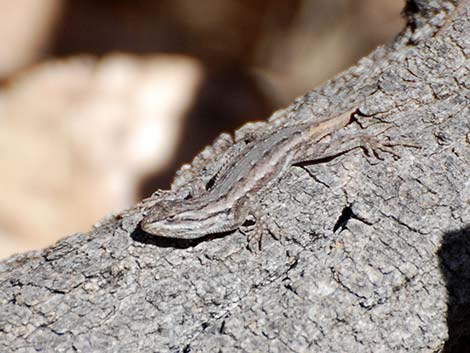 Southwestern Fence Lizard (Sceloporus cowlesi)