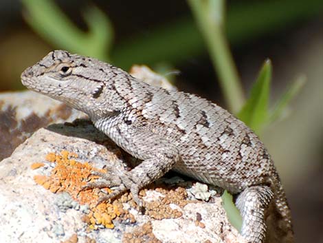 Great Basin Fence Lizard (Sceloporus occidentalis)