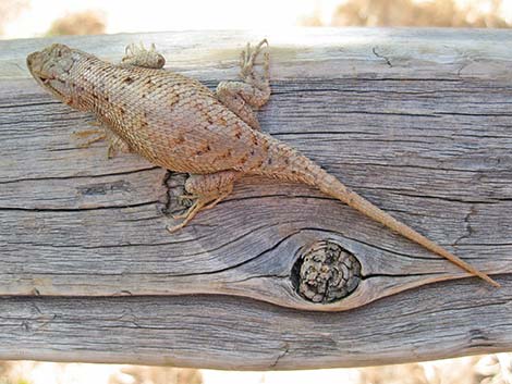 Plateau Fence Lizard (Sceloporus tristichus)