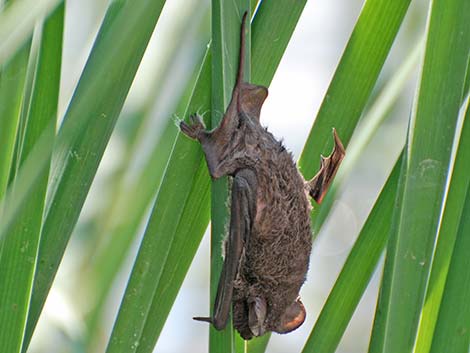 Mexican Free-tailed Bat (Tadarida brasiliensis)