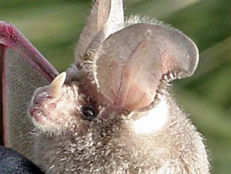 California Leaf-nosed Bat (Macrotus californicus)
