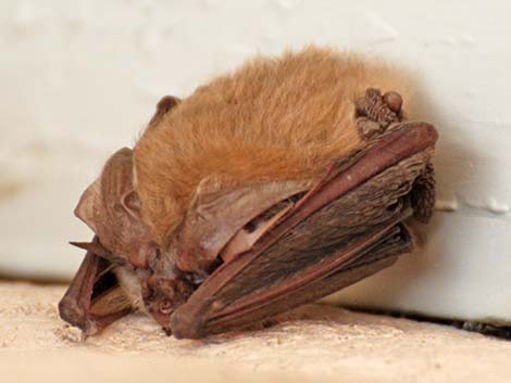 Townsend's Big-eared Bat (Corynorhinus townsendii)