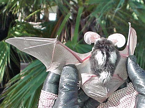Spotted Bat (Euderma maculatum)
