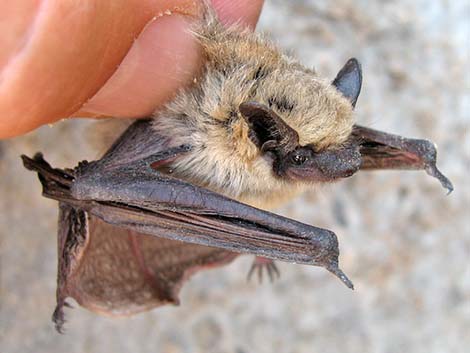 Western Pipistrelle Bat (Pipistrellus hesperus)