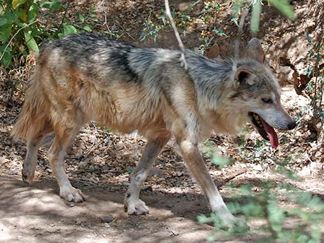 Mexican Wolf (Canis lupus baileyi)