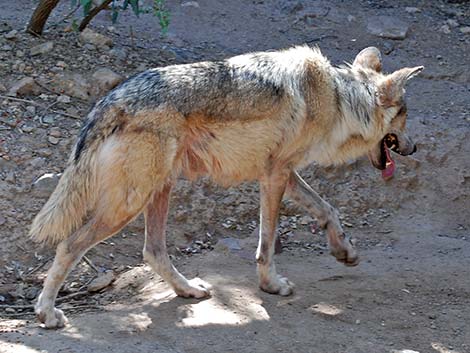 Mexican Wolf (Canis lupus baileyi)