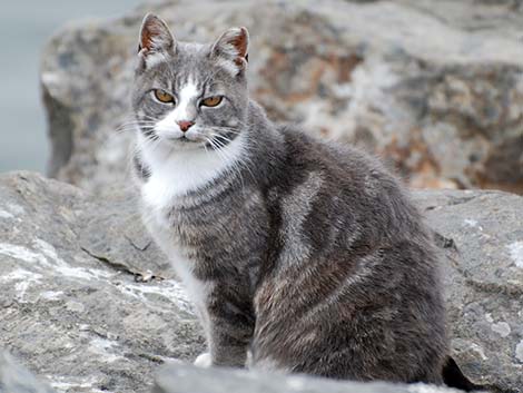 Feral Domestic Cat (Felis domesticus)