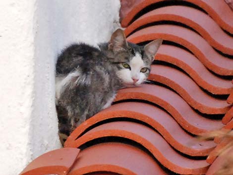 Feral Domestic Cat (Felis domesticus)