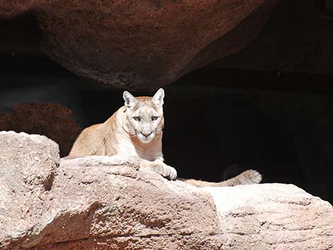 Mountain Lion (Puma concolor)