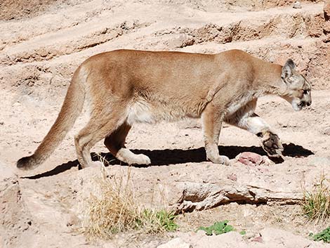 Mountain Lion (Puma concolor)