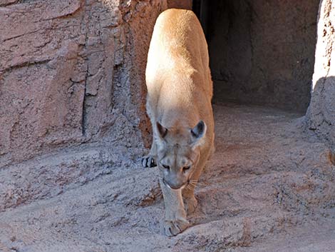 Mountain Lion (Felis concolor)