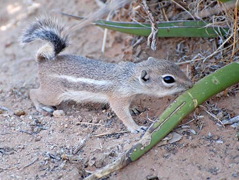 White-tailed Antelope Squirrels (Ammospermophilus leucurus)