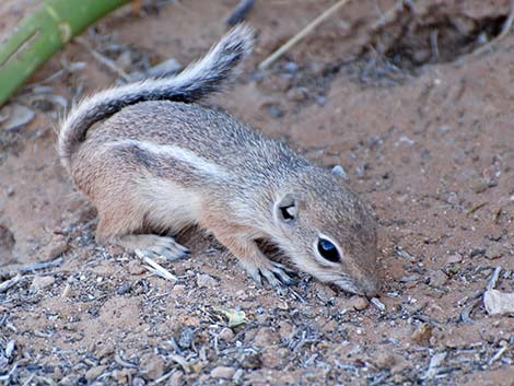 White-tailed Antelope Squirrel (Ammospermophilus leucurus)