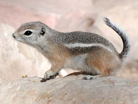 White-tailed Antelope Squirrel (Ammospermophilus leucurus)
