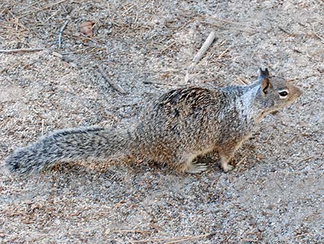 California Ground Squirrel (Otospermophilus beecheyi)