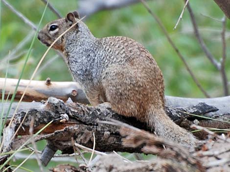 Rock Squirrel (Otospermophilus variegatus)