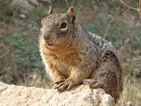 Rock Squirrel (Otospermophilus variegatus)