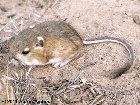Ord's Kangaroo Rat (Dipodomys ordii)