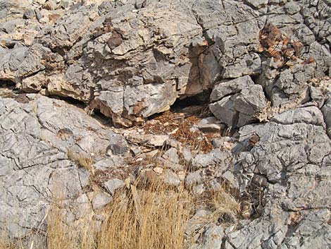Desert Woodrat (Neotoma lepida) Nest