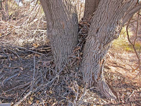 Desert Woodrat (Neotoma lepida)