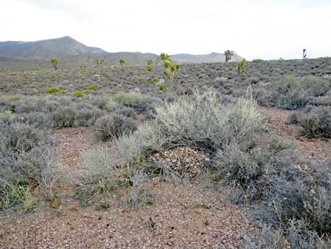 Desert Woodrat (Neotoma lepida) Nests